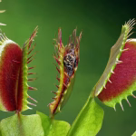Una plantas carnívoras como mascota vegetal