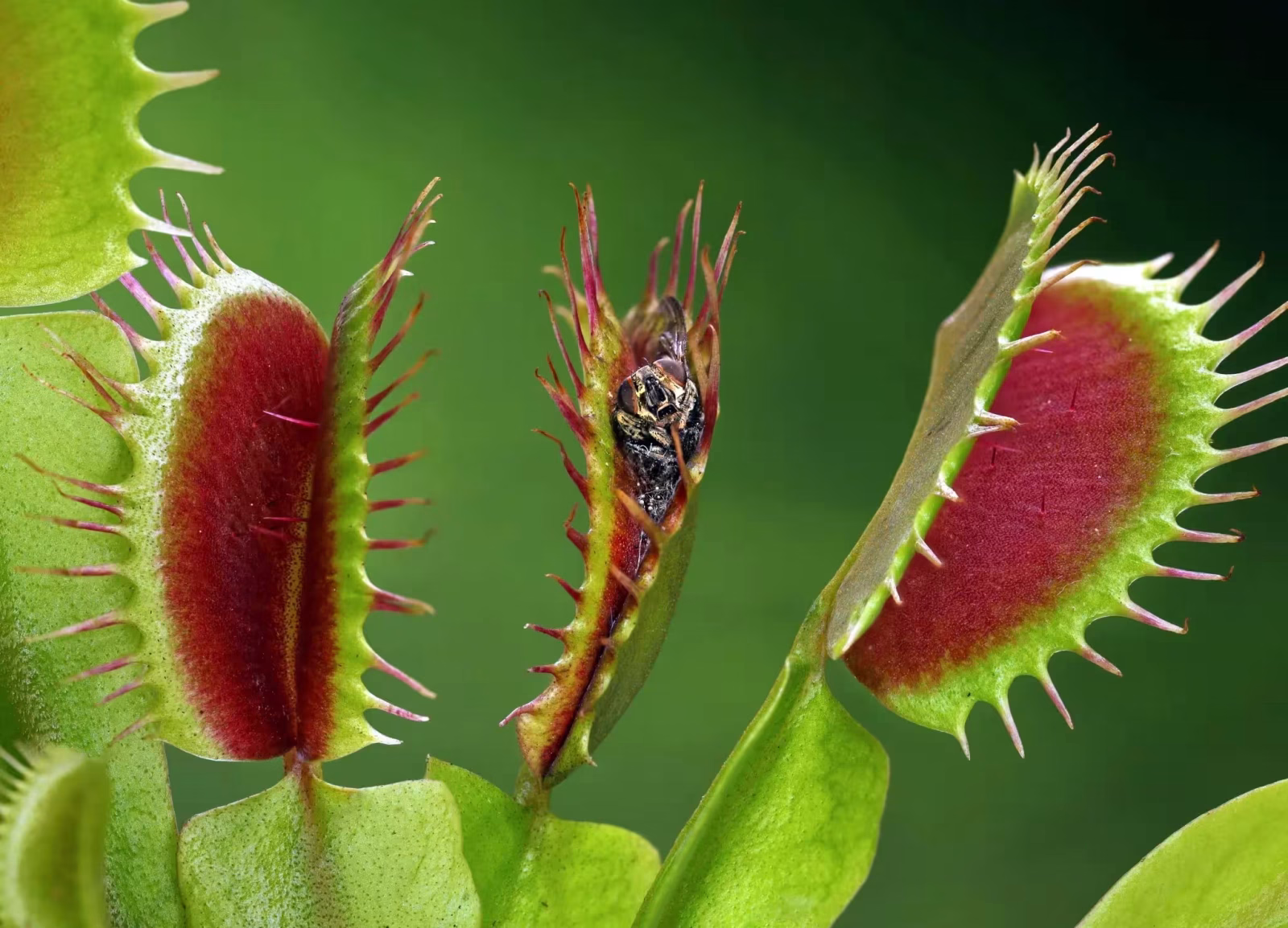 Una plantas carnívoras como mascota vegetal