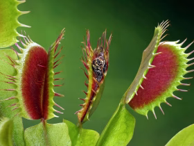 Una plantas carnívoras como mascota vegetal