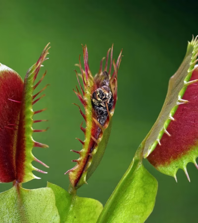 Una plantas carnívoras como mascota vegetal