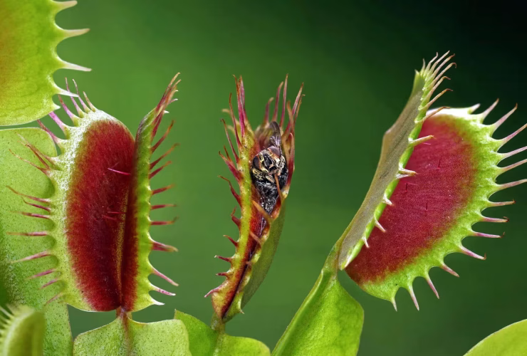 Una plantas carnívoras como mascota vegetal