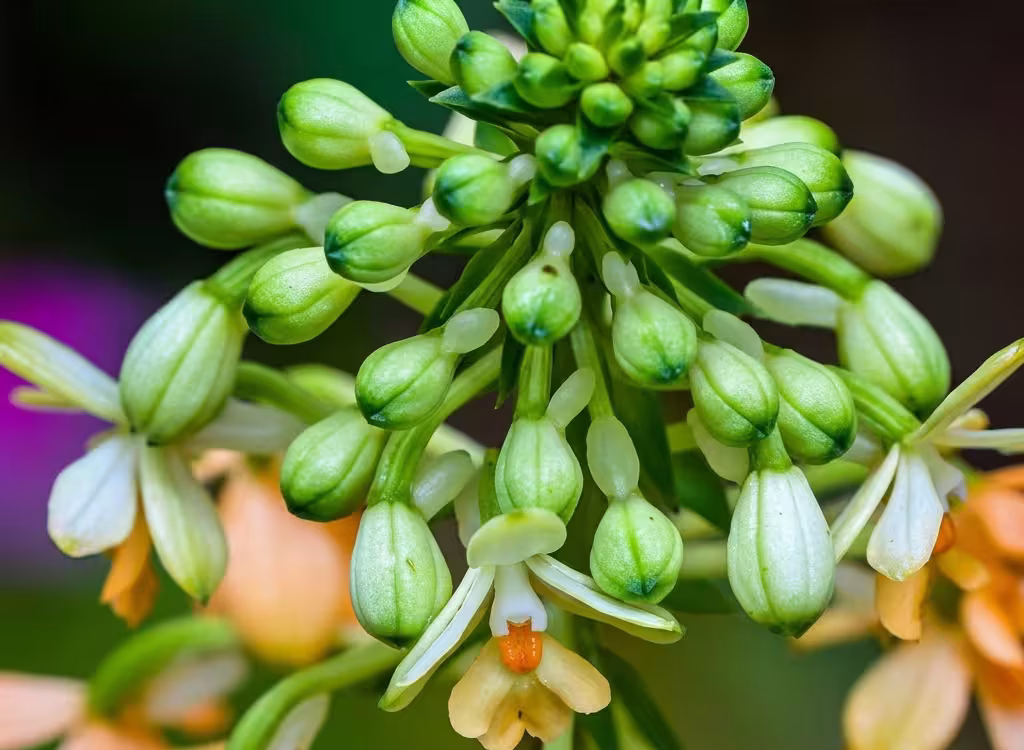 El misterio de la flor del aguacate El aguacate destaca en la gastronomía global por su textura cremosa y sus múltiples beneficios para la salud. Sin embargo, detrás de este popular cultivo se esconde una particularidad biológica que ha desafiado a la ciencia durante más de un siglo: sus flores cambian de sexo para evitar la autofecundación. Un equipo internacional de genetistas e ingenieros agrónomos de las universidades de California en Davis (UC Davis) y Berkeley (UC Berkeley) ha resuelto un enigma que intrigó a botánicos y agricultores durante más de un siglo: las flores del aguacate cambian de sexo para evitar cruzarse consigo mismas. El hallazgo fue publicado en la revista Proceedings of the National Academy of Sciences (PNAS). Un reloj biológico de 42 millones de años Las flores del aguacate tienen partes masculinas y femeninas, pero no las usan al mismo tiempo para evitar la autofecundación. En su lugar, se turnan a lo largo del día mediante un sistema que divide a los árboles en dos grupos organizados: Tipo A: Funciona como hembra por la mañana y como macho por la tarde. Tipo B: Funciona al revés, recibiendo polen por la tarde y liberándolo por la mañana. Al estudiar el ADN y observar cómo abren miles de flores, los científicos hallaron el gen responsable: el Synchronized Dichogamy MYB (SDMYB). Este actúa como un reloj que se activa según la hora del día. Los árboles de tipo A tienen dos versiones distintas de este gen, mientras que los de tipo B tienen dos versiones iguales. Los análisis muestran que este mecanismo de la naturaleza nació hace más de 42 millones de años. "Nuestro estudio proporciona una explicación genética a un misterio centenario sobre la polinización del aguacate", afirmó Jeffrey Groh, genetista evolutivo de la Universidad de California Berkeley. Impacto en la planificación y mejora de cultivos Antes de este hallazgo, un agricultor tenía que esperar entre 10 y 15 años a que el árbol floreciera para saber si era tipo A o B. Ahora, con una simple prueba genética en la semilla o plántula, se puede conocer de inmediato la variedad del árbol, lo que ahorrará tiempo y dinero al sector agrícola. De este modo, la ciencia no solo descifra un antiguo secreto botánico, sino que otorga a los agricultores una herramienta clave para optimizar la producción mundial de aguacate, garantizando cosechas más eficientes y sostenibles desde la primera semilla.