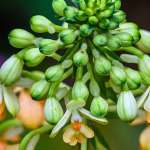 El misterio de la flor del aguacate El aguacate destaca en la gastronomía global por su textura cremosa y sus múltiples beneficios para la salud. Sin embargo, detrás de este popular cultivo se esconde una particularidad biológica que ha desafiado a la ciencia durante más de un siglo: sus flores cambian de sexo para evitar la autofecundación. Un equipo internacional de genetistas e ingenieros agrónomos de las universidades de California en Davis (UC Davis) y Berkeley (UC Berkeley) ha resuelto un enigma que intrigó a botánicos y agricultores durante más de un siglo: las flores del aguacate cambian de sexo para evitar cruzarse consigo mismas. El hallazgo fue publicado en la revista Proceedings of the National Academy of Sciences (PNAS). Un reloj biológico de 42 millones de años Las flores del aguacate tienen partes masculinas y femeninas, pero no las usan al mismo tiempo para evitar la autofecundación. En su lugar, se turnan a lo largo del día mediante un sistema que divide a los árboles en dos grupos organizados: Tipo A: Funciona como hembra por la mañana y como macho por la tarde. Tipo B: Funciona al revés, recibiendo polen por la tarde y liberándolo por la mañana. Al estudiar el ADN y observar cómo abren miles de flores, los científicos hallaron el gen responsable: el Synchronized Dichogamy MYB (SDMYB). Este actúa como un reloj que se activa según la hora del día. Los árboles de tipo A tienen dos versiones distintas de este gen, mientras que los de tipo B tienen dos versiones iguales. Los análisis muestran que este mecanismo de la naturaleza nació hace más de 42 millones de años. "Nuestro estudio proporciona una explicación genética a un misterio centenario sobre la polinización del aguacate", afirmó Jeffrey Groh, genetista evolutivo de la Universidad de California Berkeley. Impacto en la planificación y mejora de cultivos Antes de este hallazgo, un agricultor tenía que esperar entre 10 y 15 años a que el árbol floreciera para saber si era tipo A o B. Ahora, con una simple prueba genética en la semilla o plántula, se puede conocer de inmediato la variedad del árbol, lo que ahorrará tiempo y dinero al sector agrícola. De este modo, la ciencia no solo descifra un antiguo secreto botánico, sino que otorga a los agricultores una herramienta clave para optimizar la producción mundial de aguacate, garantizando cosechas más eficientes y sostenibles desde la primera semilla.