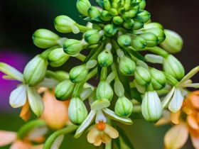 El misterio de la flor del aguacate El aguacate destaca en la gastronomía global por su textura cremosa y sus múltiples beneficios para la salud. Sin embargo, detrás de este popular cultivo se esconde una particularidad biológica que ha desafiado a la ciencia durante más de un siglo: sus flores cambian de sexo para evitar la autofecundación. Un equipo internacional de genetistas e ingenieros agrónomos de las universidades de California en Davis (UC Davis) y Berkeley (UC Berkeley) ha resuelto un enigma que intrigó a botánicos y agricultores durante más de un siglo: las flores del aguacate cambian de sexo para evitar cruzarse consigo mismas. El hallazgo fue publicado en la revista Proceedings of the National Academy of Sciences (PNAS). Un reloj biológico de 42 millones de años Las flores del aguacate tienen partes masculinas y femeninas, pero no las usan al mismo tiempo para evitar la autofecundación. En su lugar, se turnan a lo largo del día mediante un sistema que divide a los árboles en dos grupos organizados: Tipo A: Funciona como hembra por la mañana y como macho por la tarde. Tipo B: Funciona al revés, recibiendo polen por la tarde y liberándolo por la mañana. Al estudiar el ADN y observar cómo abren miles de flores, los científicos hallaron el gen responsable: el Synchronized Dichogamy MYB (SDMYB). Este actúa como un reloj que se activa según la hora del día. Los árboles de tipo A tienen dos versiones distintas de este gen, mientras que los de tipo B tienen dos versiones iguales. Los análisis muestran que este mecanismo de la naturaleza nació hace más de 42 millones de años. "Nuestro estudio proporciona una explicación genética a un misterio centenario sobre la polinización del aguacate", afirmó Jeffrey Groh, genetista evolutivo de la Universidad de California Berkeley. Impacto en la planificación y mejora de cultivos Antes de este hallazgo, un agricultor tenía que esperar entre 10 y 15 años a que el árbol floreciera para saber si era tipo A o B. Ahora, con una simple prueba genética en la semilla o plántula, se puede conocer de inmediato la variedad del árbol, lo que ahorrará tiempo y dinero al sector agrícola. De este modo, la ciencia no solo descifra un antiguo secreto botánico, sino que otorga a los agricultores una herramienta clave para optimizar la producción mundial de aguacate, garantizando cosechas más eficientes y sostenibles desde la primera semilla.