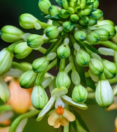 El misterio de la flor del aguacate El aguacate destaca en la gastronomía global por su textura cremosa y sus múltiples beneficios para la salud. Sin embargo, detrás de este popular cultivo se esconde una particularidad biológica que ha desafiado a la ciencia durante más de un siglo: sus flores cambian de sexo para evitar la autofecundación. Un equipo internacional de genetistas e ingenieros agrónomos de las universidades de California en Davis (UC Davis) y Berkeley (UC Berkeley) ha resuelto un enigma que intrigó a botánicos y agricultores durante más de un siglo: las flores del aguacate cambian de sexo para evitar cruzarse consigo mismas. El hallazgo fue publicado en la revista Proceedings of the National Academy of Sciences (PNAS). Un reloj biológico de 42 millones de años Las flores del aguacate tienen partes masculinas y femeninas, pero no las usan al mismo tiempo para evitar la autofecundación. En su lugar, se turnan a lo largo del día mediante un sistema que divide a los árboles en dos grupos organizados: Tipo A: Funciona como hembra por la mañana y como macho por la tarde. Tipo B: Funciona al revés, recibiendo polen por la tarde y liberándolo por la mañana. Al estudiar el ADN y observar cómo abren miles de flores, los científicos hallaron el gen responsable: el Synchronized Dichogamy MYB (SDMYB). Este actúa como un reloj que se activa según la hora del día. Los árboles de tipo A tienen dos versiones distintas de este gen, mientras que los de tipo B tienen dos versiones iguales. Los análisis muestran que este mecanismo de la naturaleza nació hace más de 42 millones de años. "Nuestro estudio proporciona una explicación genética a un misterio centenario sobre la polinización del aguacate", afirmó Jeffrey Groh, genetista evolutivo de la Universidad de California Berkeley. Impacto en la planificación y mejora de cultivos Antes de este hallazgo, un agricultor tenía que esperar entre 10 y 15 años a que el árbol floreciera para saber si era tipo A o B. Ahora, con una simple prueba genética en la semilla o plántula, se puede conocer de inmediato la variedad del árbol, lo que ahorrará tiempo y dinero al sector agrícola. De este modo, la ciencia no solo descifra un antiguo secreto botánico, sino que otorga a los agricultores una herramienta clave para optimizar la producción mundial de aguacate, garantizando cosechas más eficientes y sostenibles desde la primera semilla.