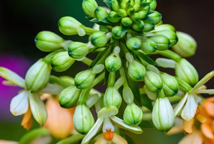 El misterio de la flor del aguacate El aguacate destaca en la gastronomía global por su textura cremosa y sus múltiples beneficios para la salud. Sin embargo, detrás de este popular cultivo se esconde una particularidad biológica que ha desafiado a la ciencia durante más de un siglo: sus flores cambian de sexo para evitar la autofecundación. Un equipo internacional de genetistas e ingenieros agrónomos de las universidades de California en Davis (UC Davis) y Berkeley (UC Berkeley) ha resuelto un enigma que intrigó a botánicos y agricultores durante más de un siglo: las flores del aguacate cambian de sexo para evitar cruzarse consigo mismas. El hallazgo fue publicado en la revista Proceedings of the National Academy of Sciences (PNAS). Un reloj biológico de 42 millones de años Las flores del aguacate tienen partes masculinas y femeninas, pero no las usan al mismo tiempo para evitar la autofecundación. En su lugar, se turnan a lo largo del día mediante un sistema que divide a los árboles en dos grupos organizados: Tipo A: Funciona como hembra por la mañana y como macho por la tarde. Tipo B: Funciona al revés, recibiendo polen por la tarde y liberándolo por la mañana. Al estudiar el ADN y observar cómo abren miles de flores, los científicos hallaron el gen responsable: el Synchronized Dichogamy MYB (SDMYB). Este actúa como un reloj que se activa según la hora del día. Los árboles de tipo A tienen dos versiones distintas de este gen, mientras que los de tipo B tienen dos versiones iguales. Los análisis muestran que este mecanismo de la naturaleza nació hace más de 42 millones de años. "Nuestro estudio proporciona una explicación genética a un misterio centenario sobre la polinización del aguacate", afirmó Jeffrey Groh, genetista evolutivo de la Universidad de California Berkeley. Impacto en la planificación y mejora de cultivos Antes de este hallazgo, un agricultor tenía que esperar entre 10 y 15 años a que el árbol floreciera para saber si era tipo A o B. Ahora, con una simple prueba genética en la semilla o plántula, se puede conocer de inmediato la variedad del árbol, lo que ahorrará tiempo y dinero al sector agrícola. De este modo, la ciencia no solo descifra un antiguo secreto botánico, sino que otorga a los agricultores una herramienta clave para optimizar la producción mundial de aguacate, garantizando cosechas más eficientes y sostenibles desde la primera semilla.
